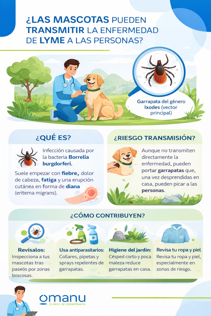 Infografía sobre si las mascotas transmiten la enfermedad de Lyme, riesgos de garrapatas Ixodes y medidas de prevención en perros y humanos