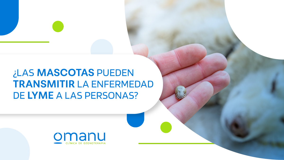 Garrapata sobre la mano de una persona cerca de un perro, relacionada con la transmisión de la enfermedad de Lyme en mascotas